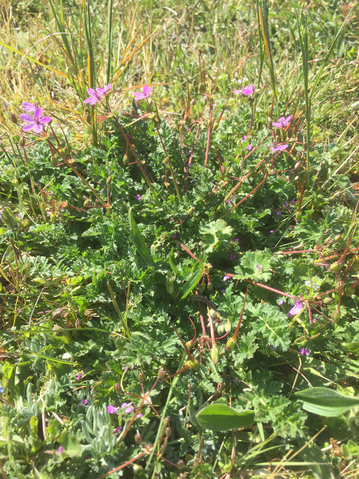 Annexe IMG-6970petit.1jpg