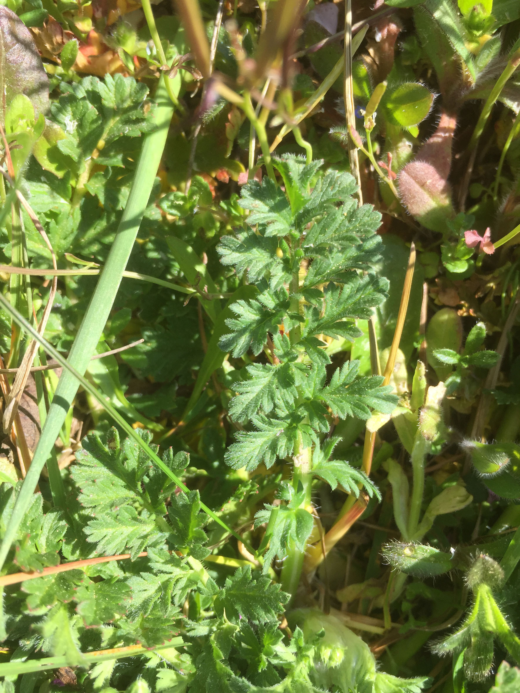 Annexe IMG-6971petit.jpg