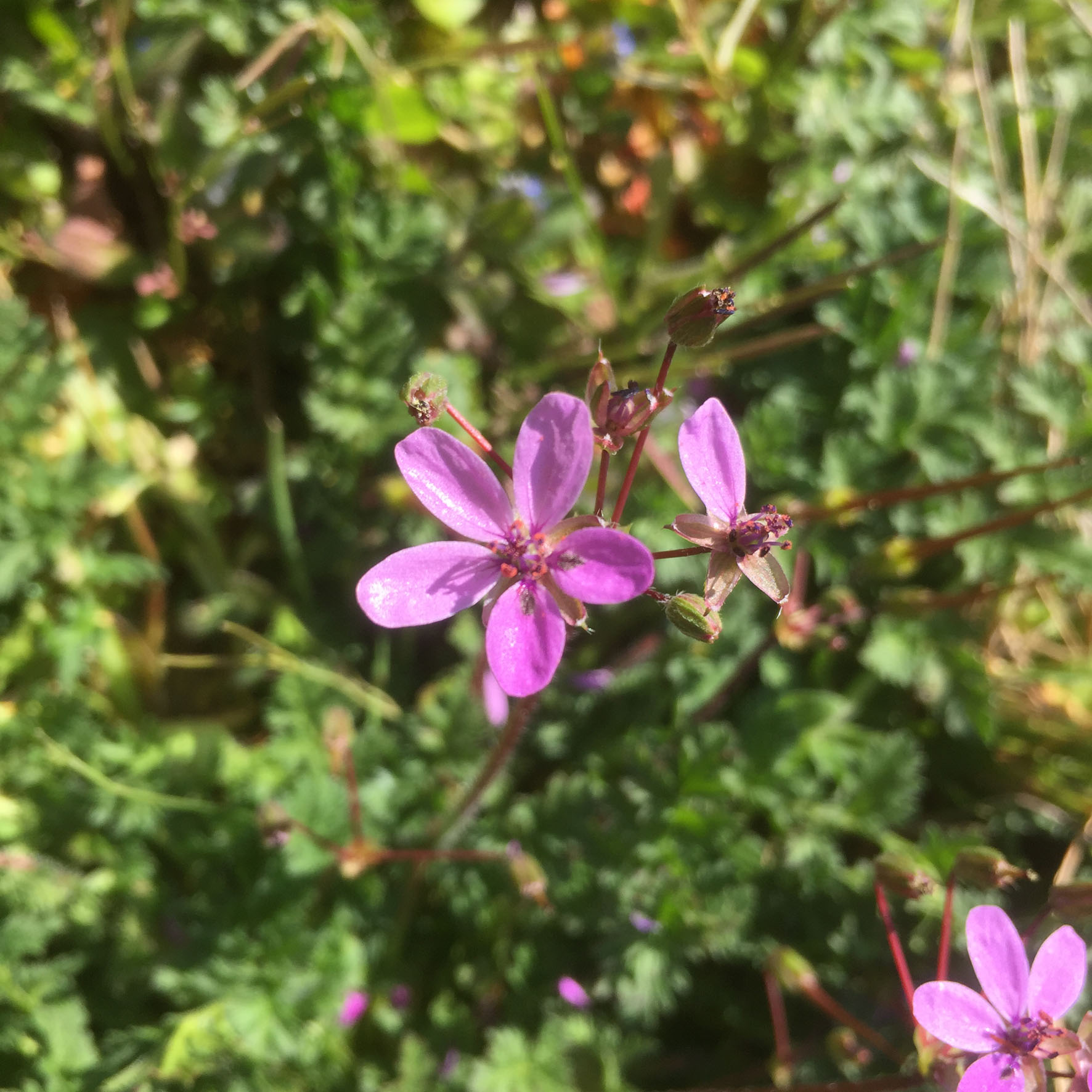 Annexe IMG-6972petit.jpg