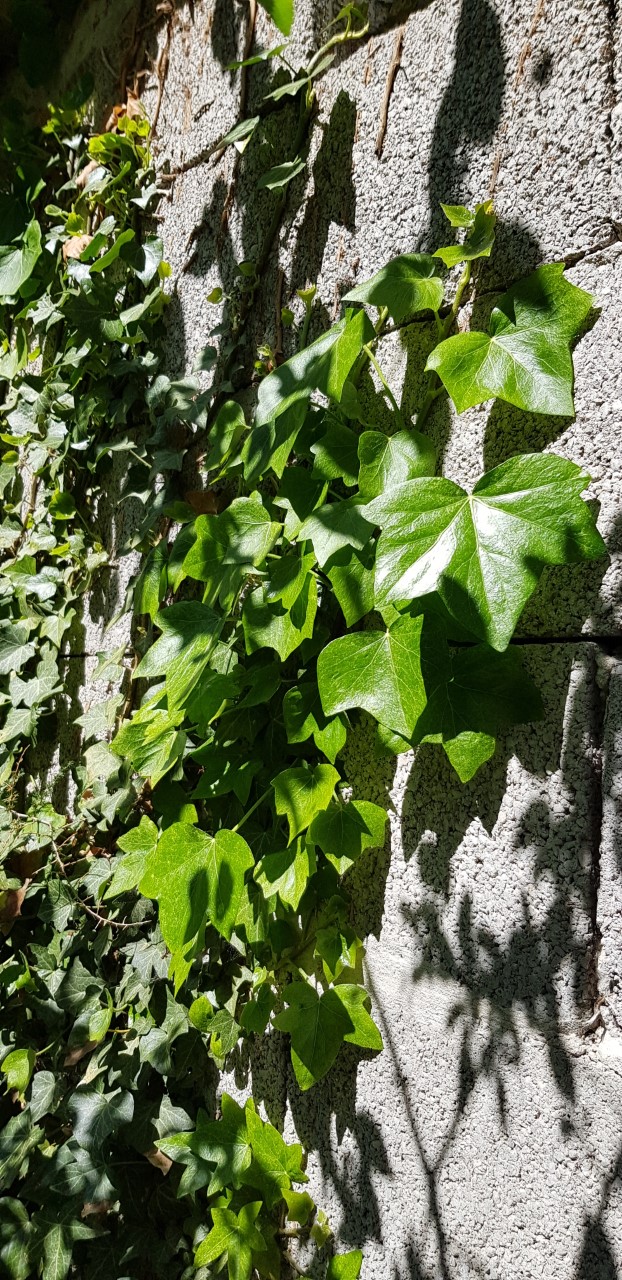 Annexe thumbnail_20200409_124755.jpg