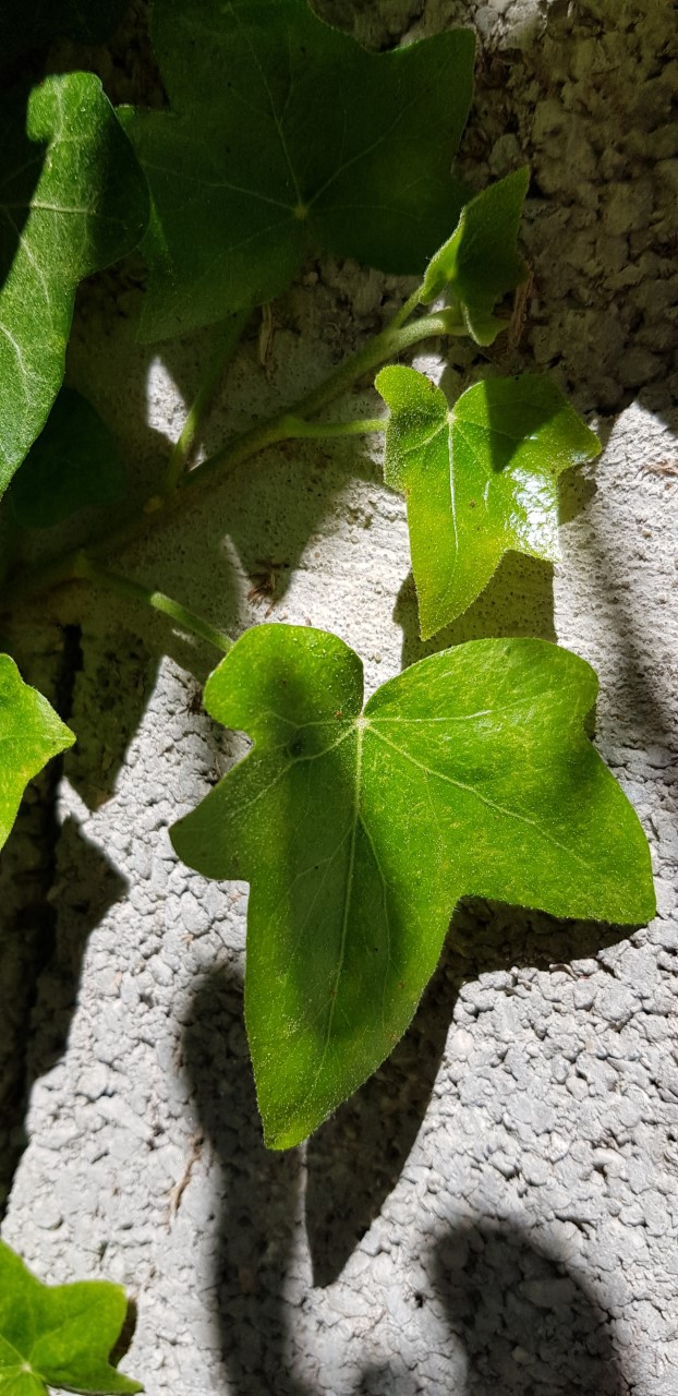 Annexe thumbnail_20200409_124809.jpg