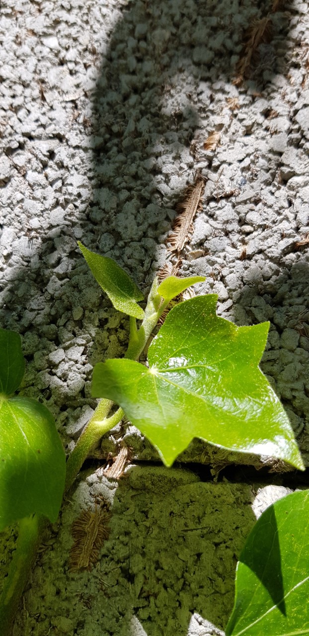 Annexe thumbnail_20200409_124829.jpg