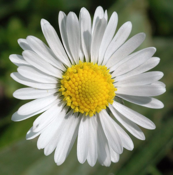 Annexe Bellis-perennis-fleur-1.jpg