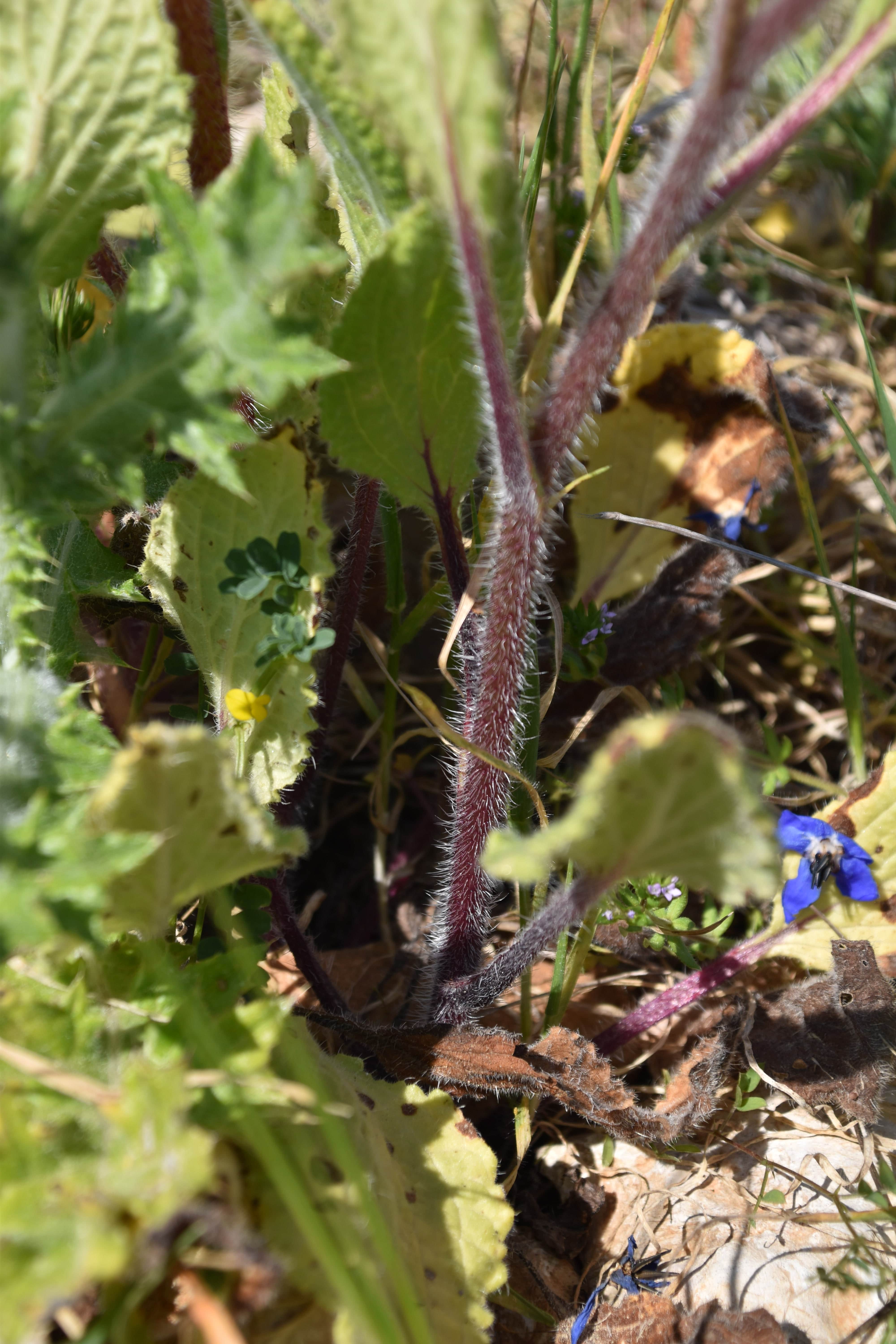 Annexe DSC_0345-min.JPG