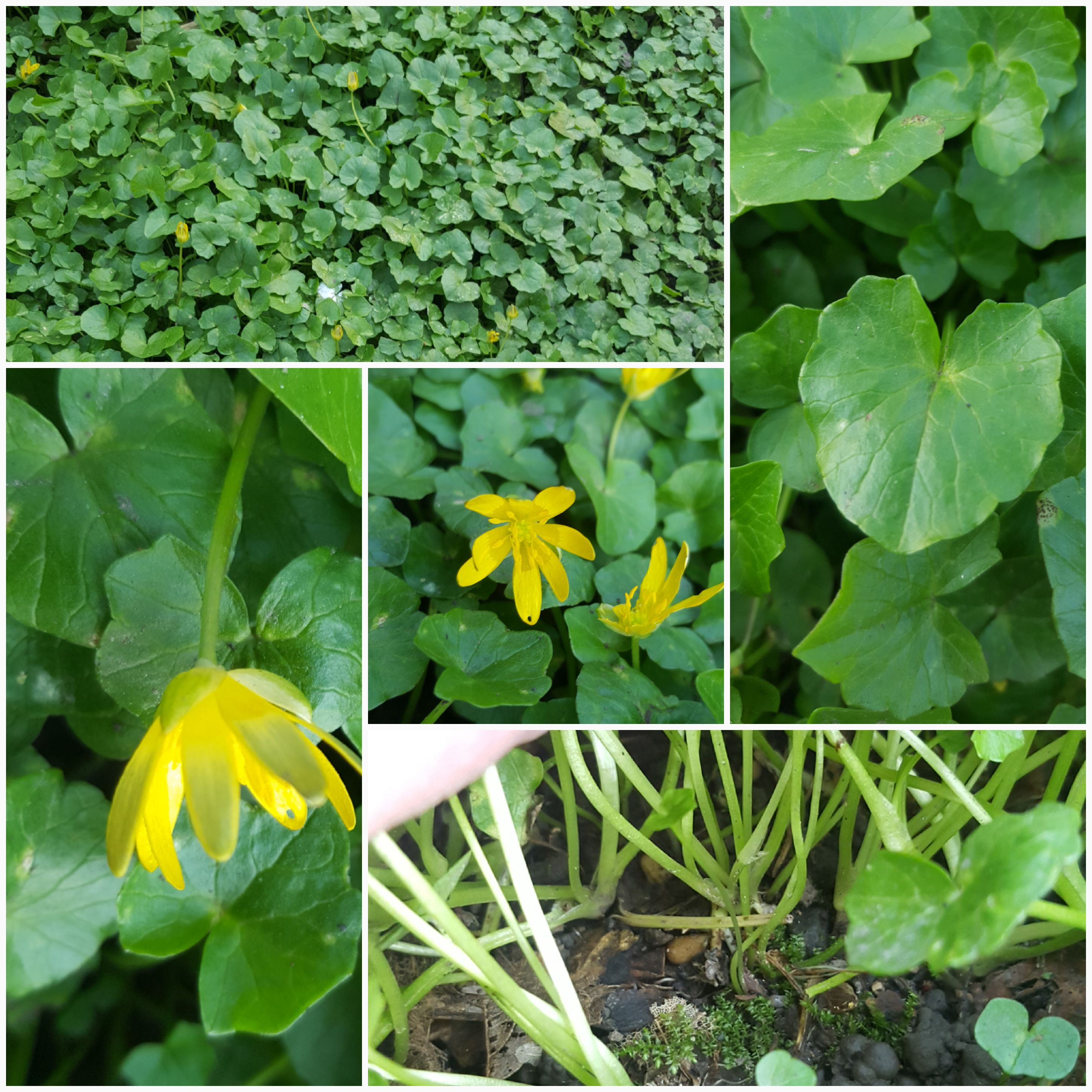 Annexe Photos sous bois.jpg