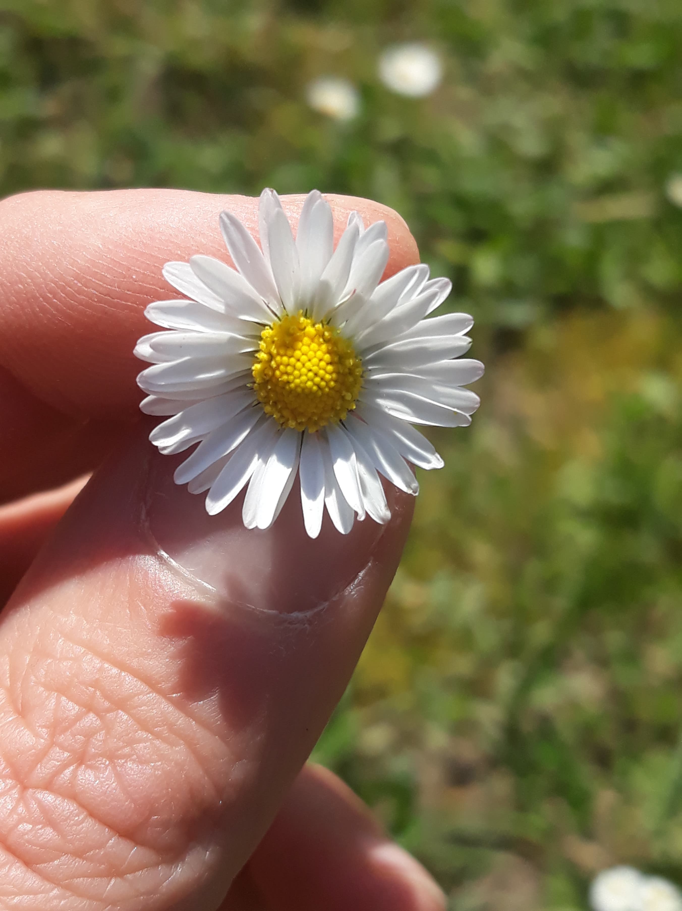 Annexe 92680314_2645750719003940_5719241686157099008_n.jpg