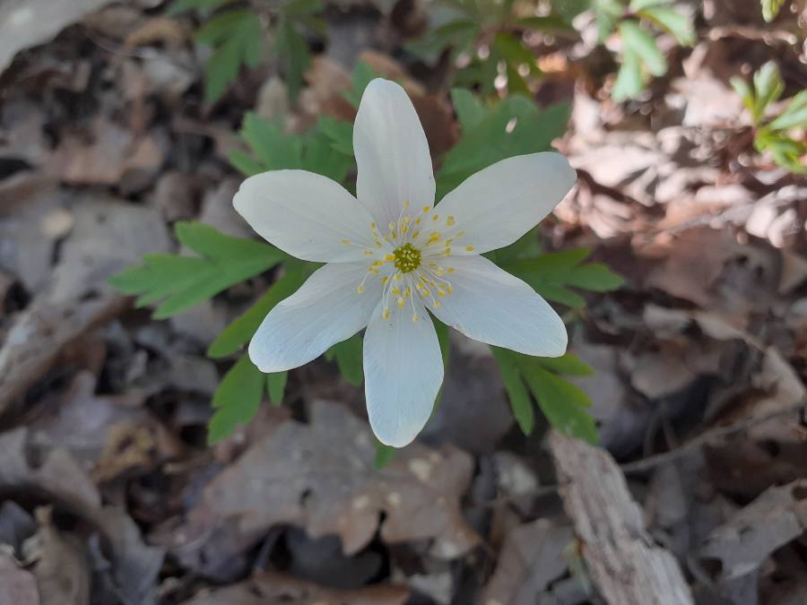 Annexe 1586090968635.JPEG