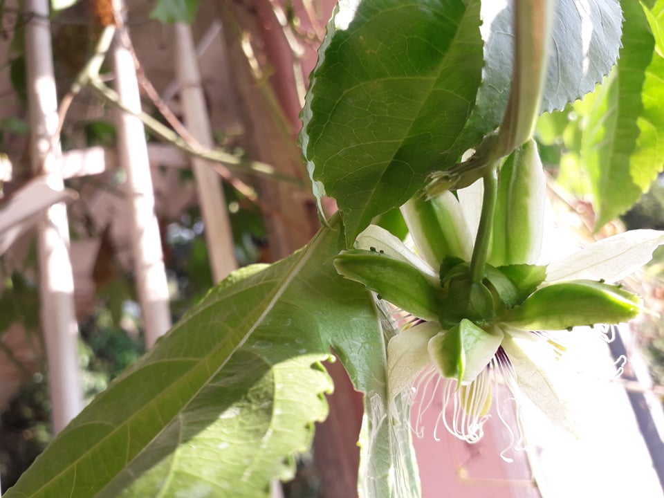 Annexe fleur dorsal.jpg