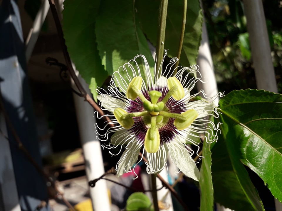 Annexe fleur face.jpg