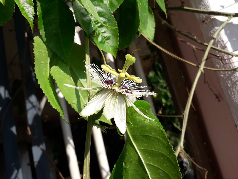 Annexe fleur profil.jpg