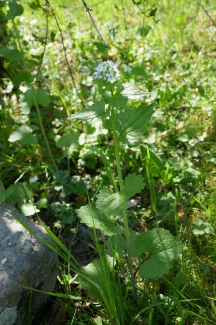 Annexe P1010596.jpeg