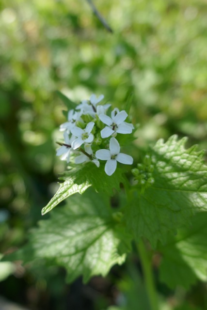 Annexe P1010597.jpeg