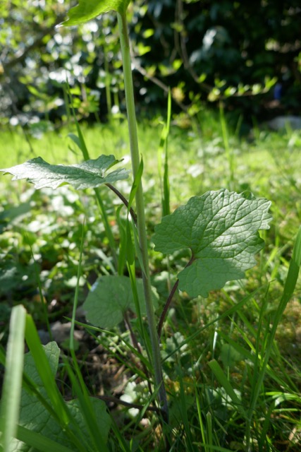 Annexe P1010600.jpeg