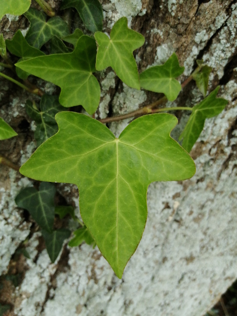 Annexe IMG_lierre limbe et nervures.jpg