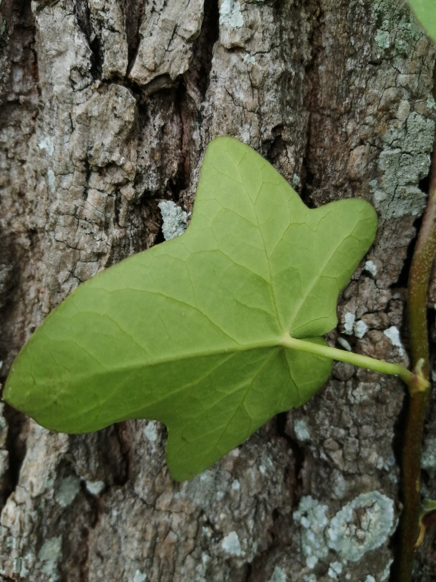 Annexe IMG_lierre petiole et vue dessous limbe.jpg