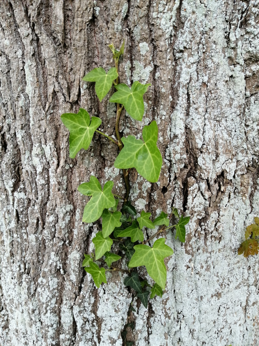 Annexe IMG_lierre vue densemble.jpg