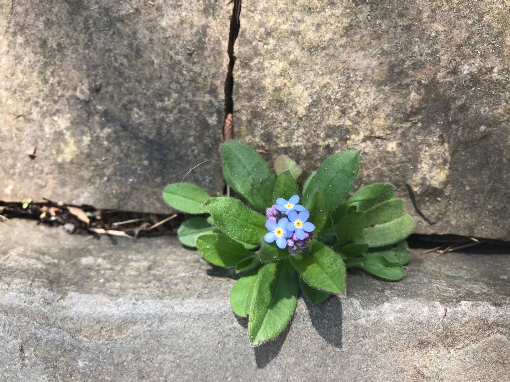 Annexe Myosotis 2 test.jpg