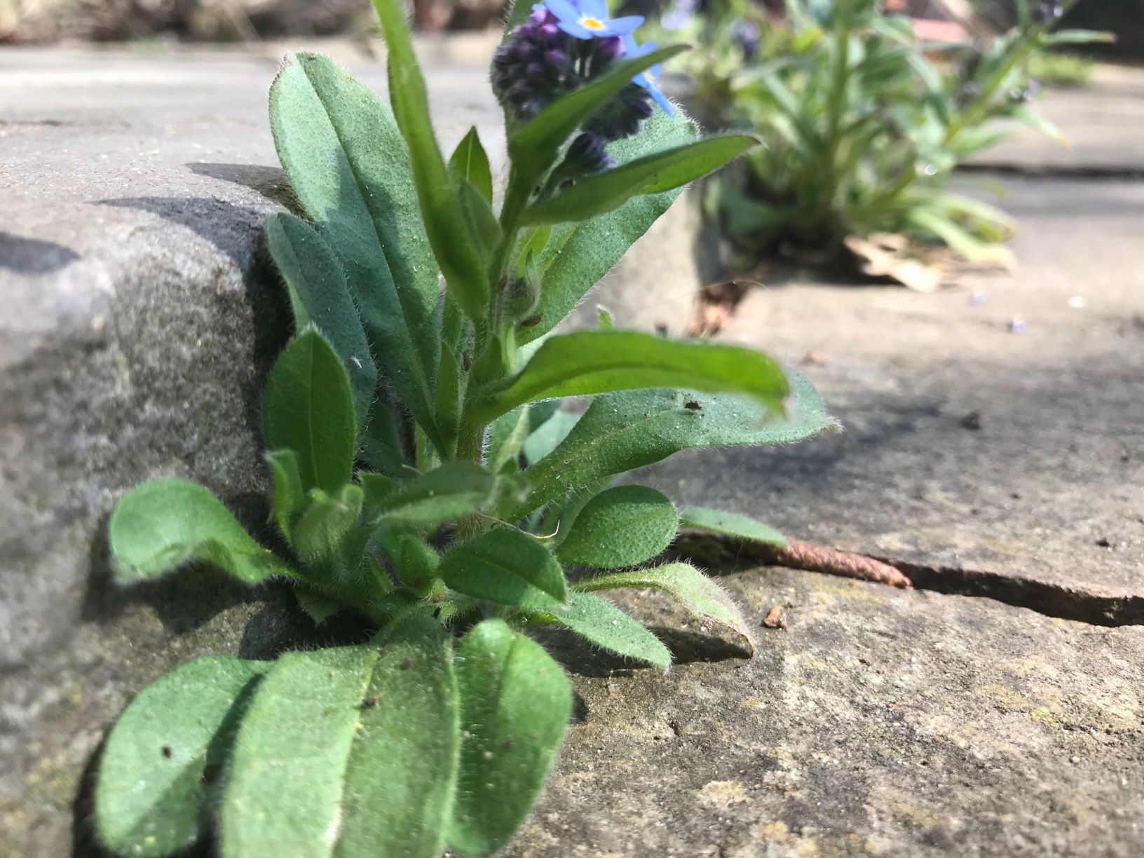 Annexe Myosotis test.jpg