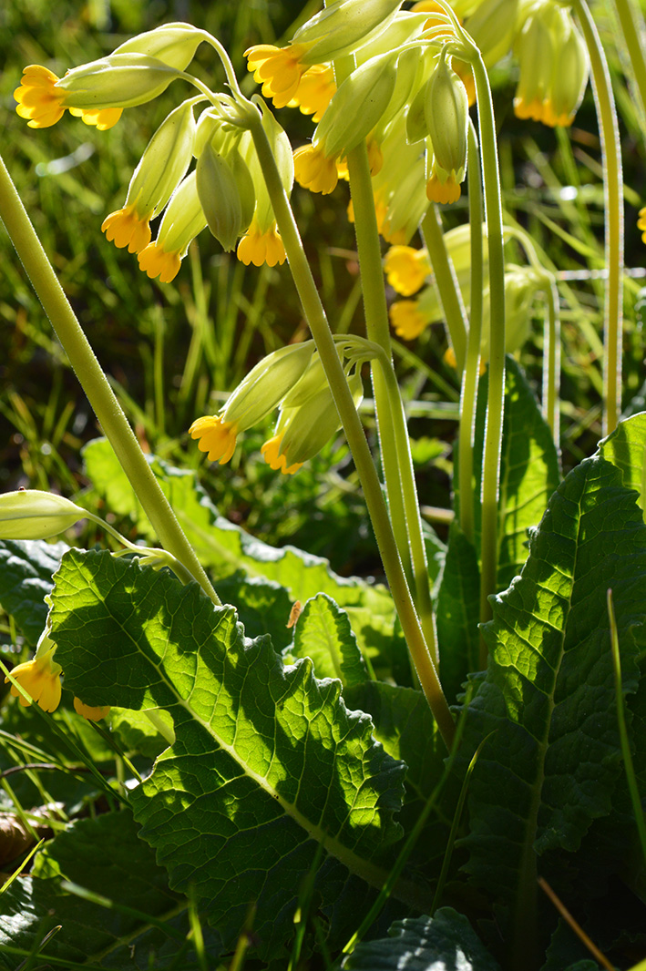 Annexe DSC_0452.1.jpg