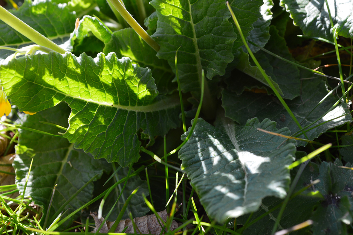 Annexe DSC_0453.1.jpg