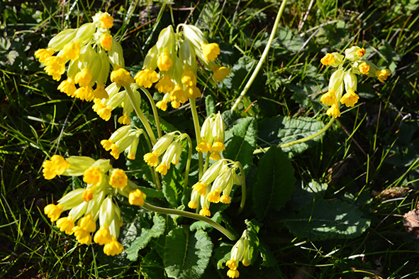 Annexe DSC_0456.1.jpg