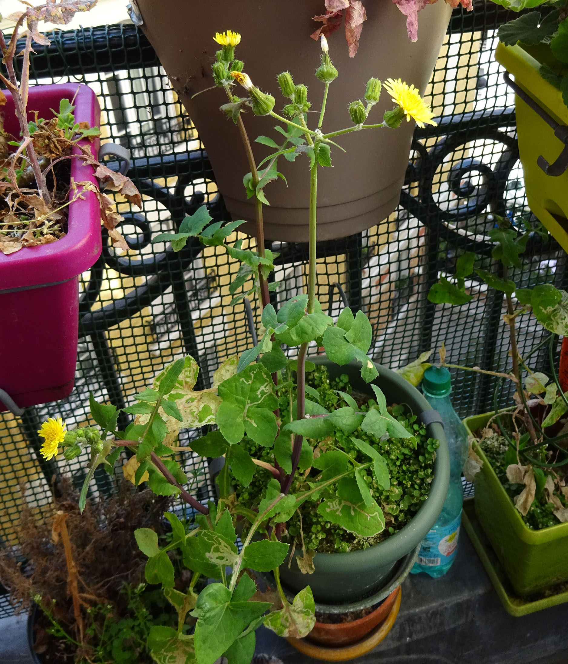 Annexe DSC02110bessai.jpg