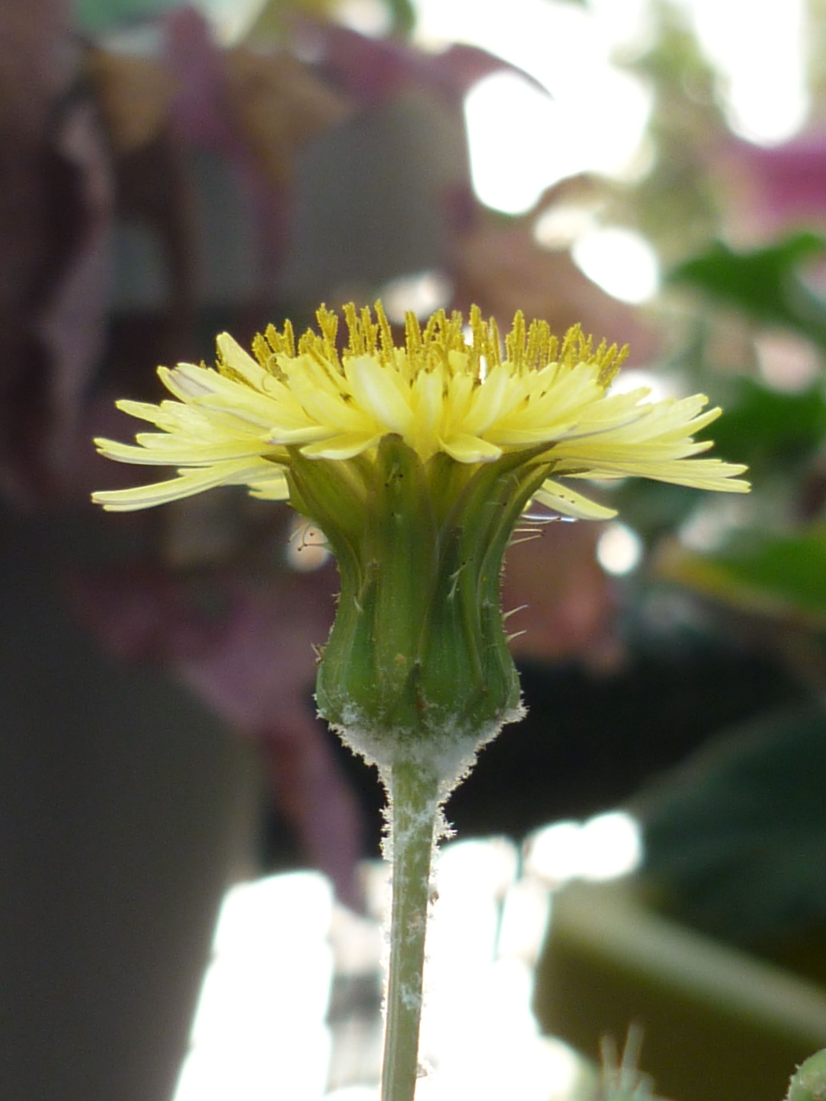 Annexe P1140037b.jpg