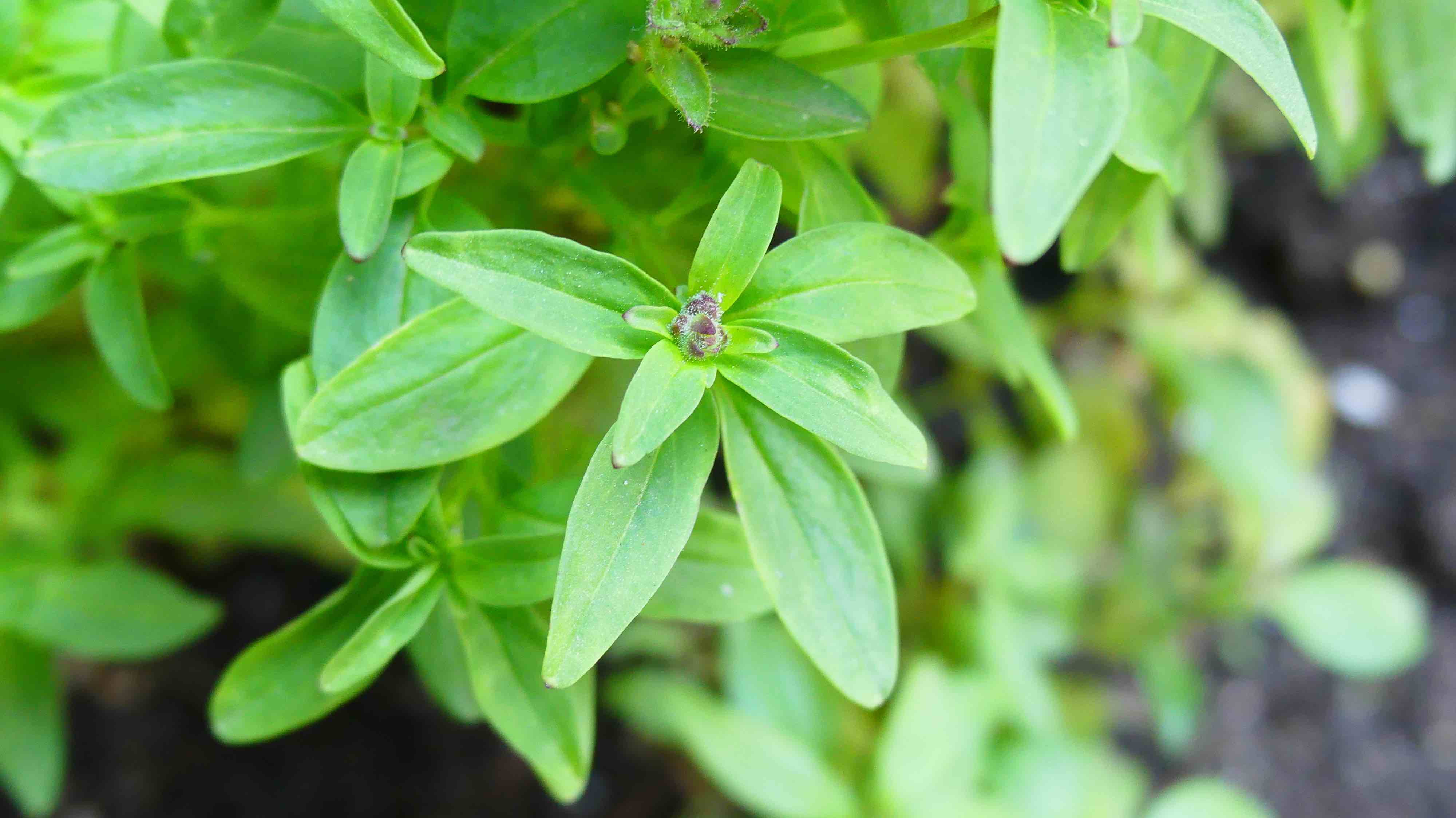 Annexe P1000752 test.jpg