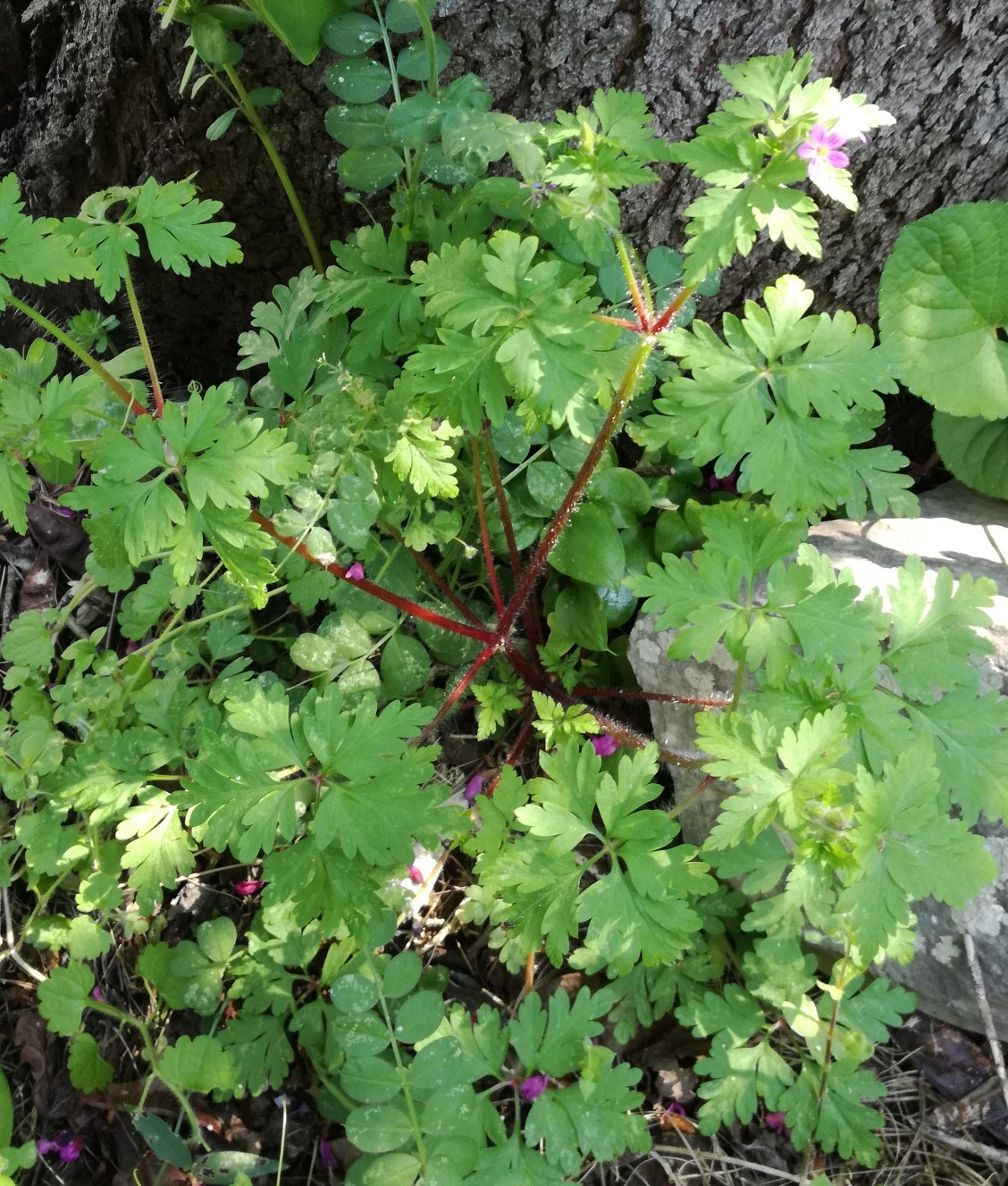 Annexe plante entière.jpg