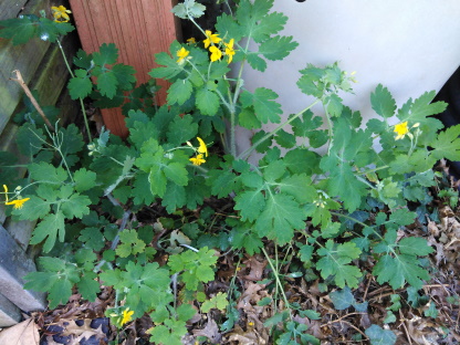 Annexe IMG_20200409_164903.jpg