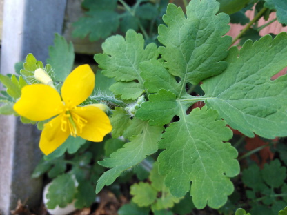 Annexe IMG_20200409_164946.jpg