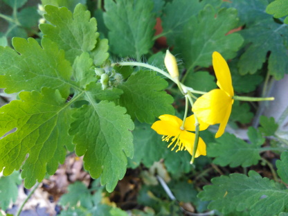 Annexe IMG_20200409_165027.jpg