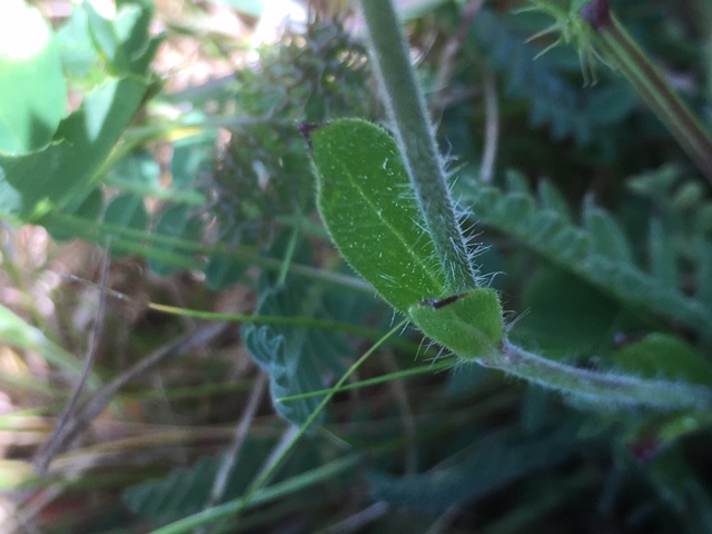 Annexe Activité 1 Feuilles tige