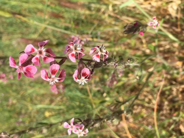 Annexe Activité 1 Fleurs 