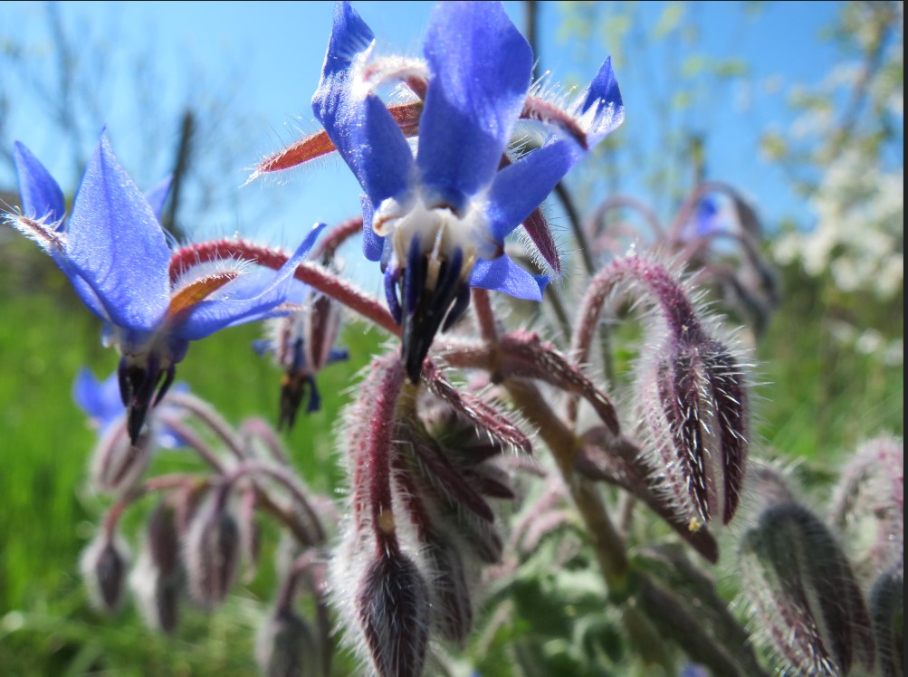 Annexe capture bourrache 02.jpg