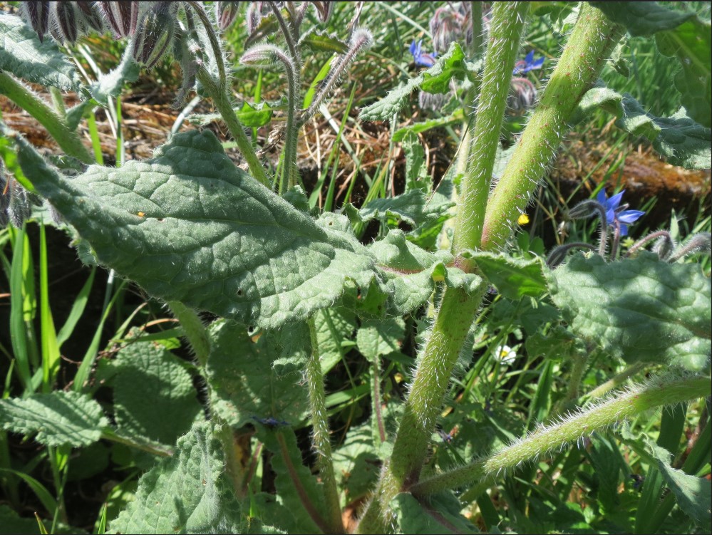 Annexe capture bourrache 03.jpg