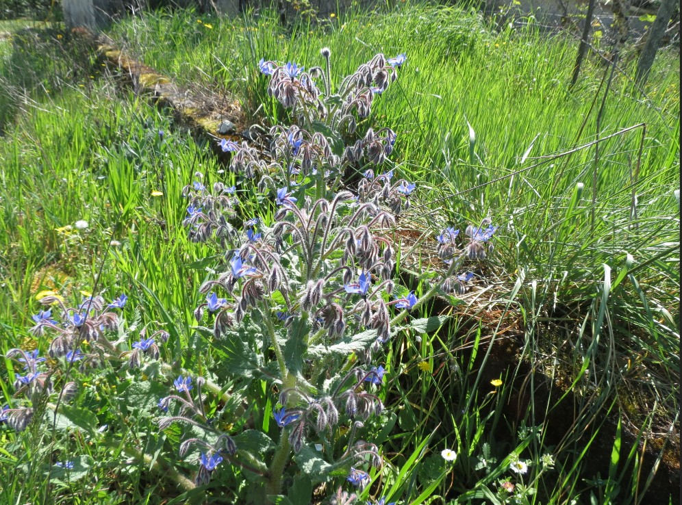 Annexe capture bourrache.jpg