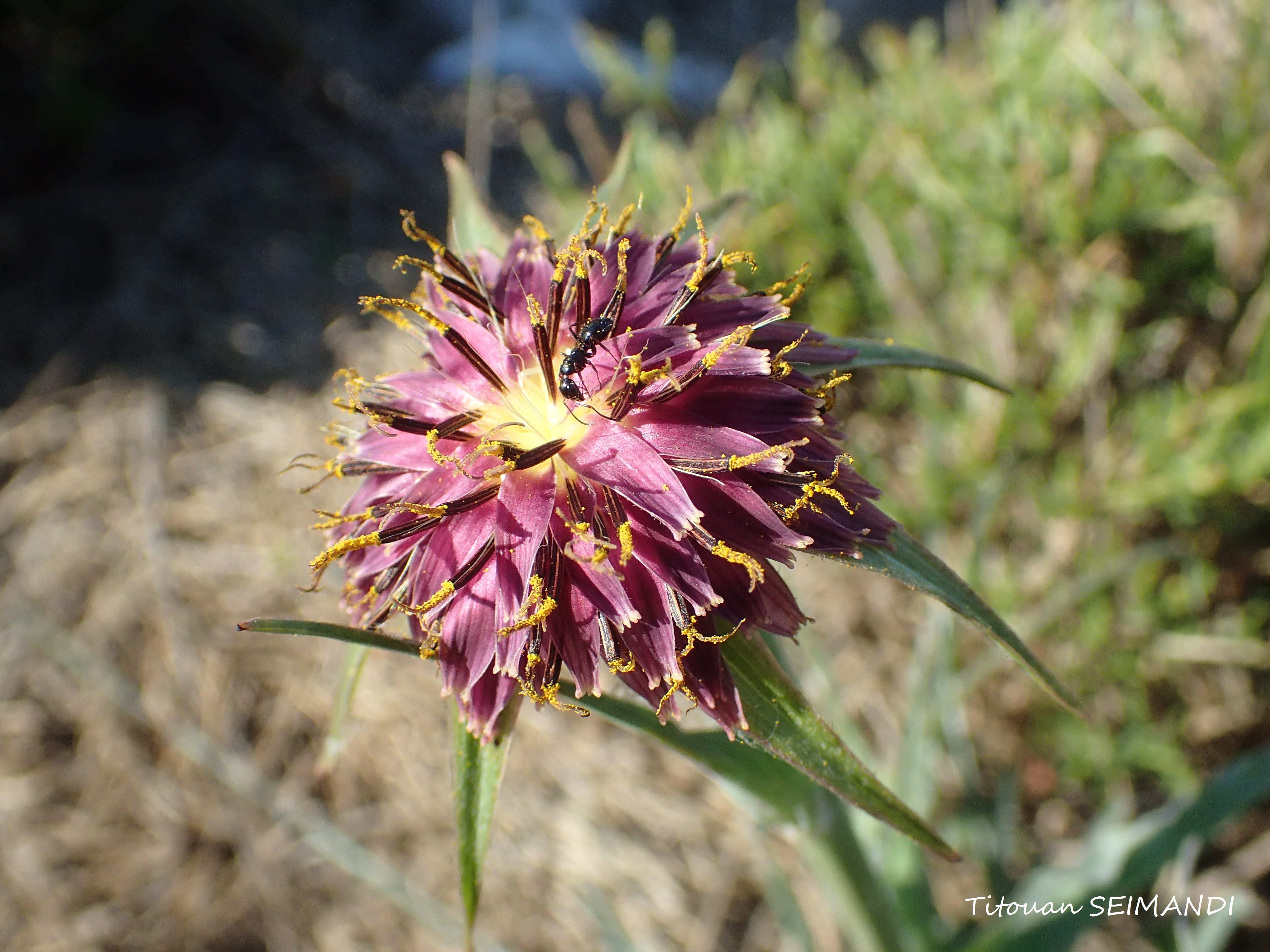 Annexe P4082439-min.JPG