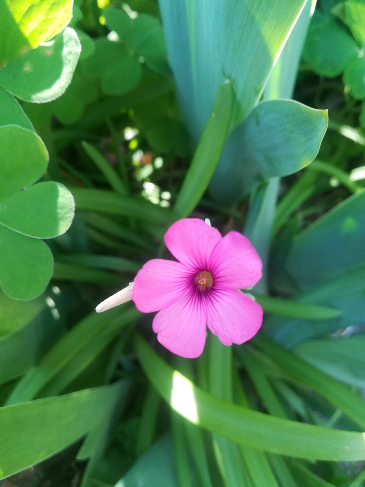 Annexe IMG_20200409_164003.jpg