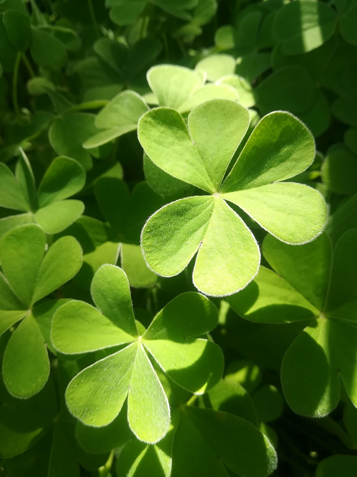 Annexe IMG_20200409_164017.jpg