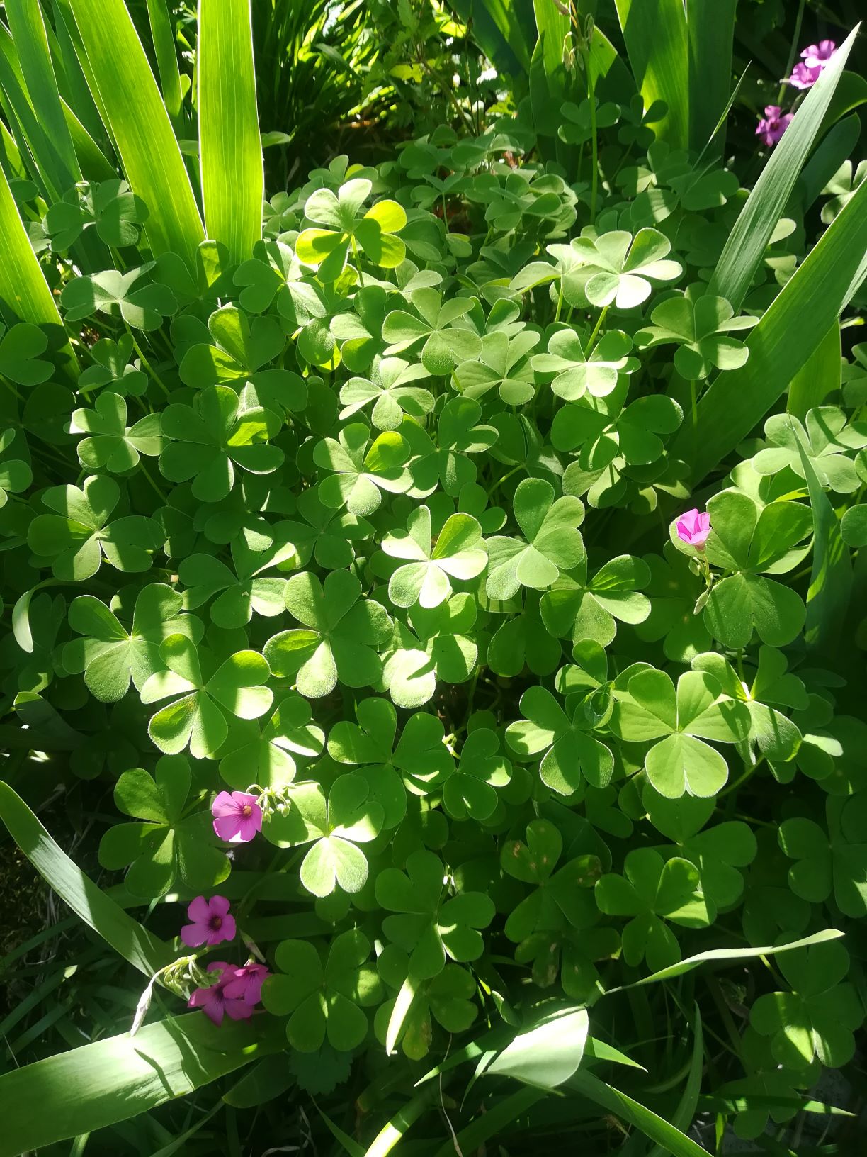 Annexe IMG_20200409_164026.jpg