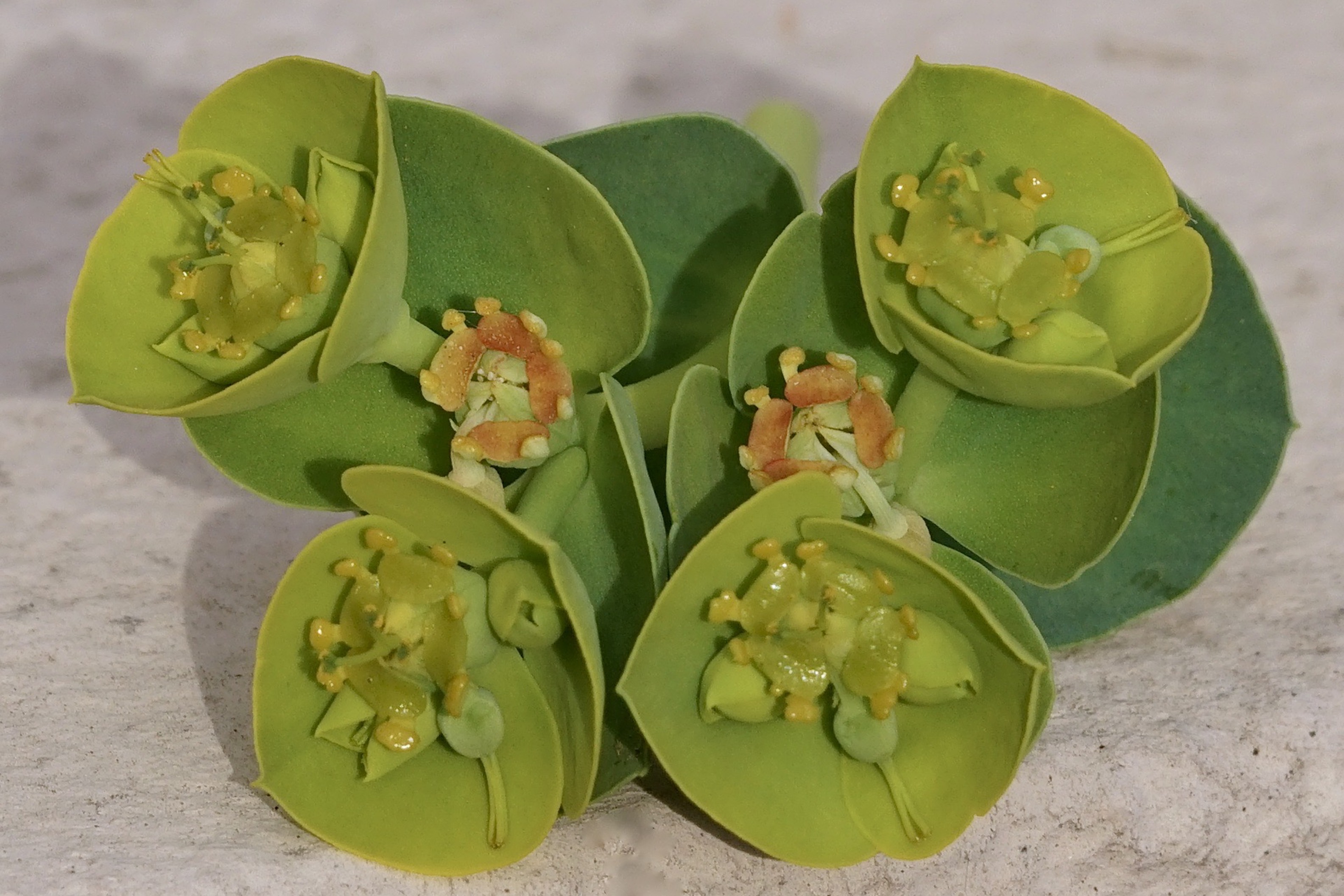 Annexe Euphorbia myrsinites fleurs