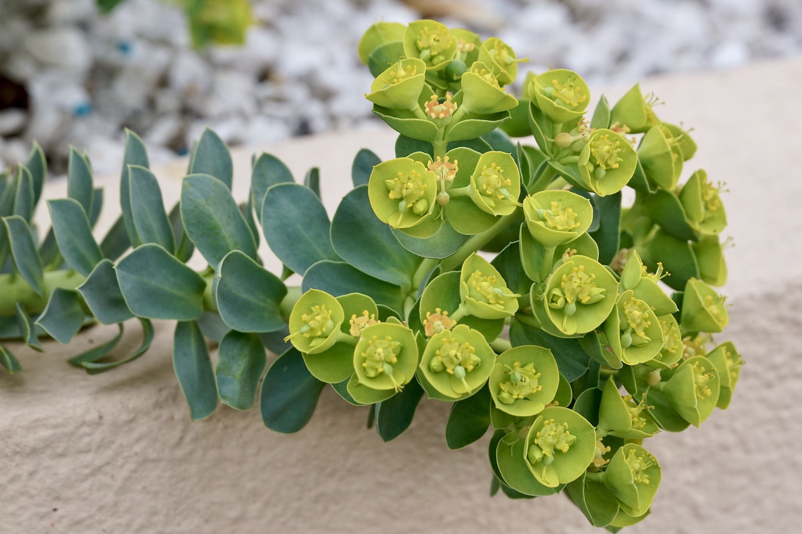 Annexe Euphorbia myrsinites inflorescences