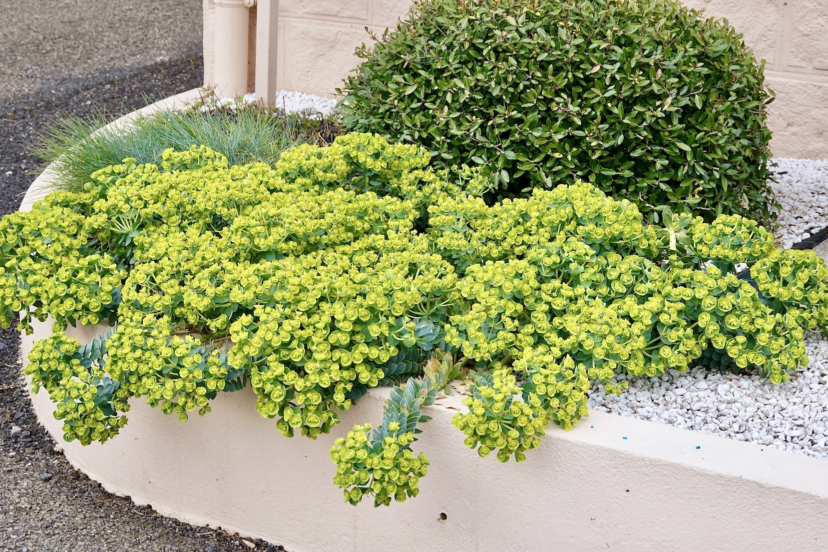 Annexe Euphorbia myrsinites vue globale