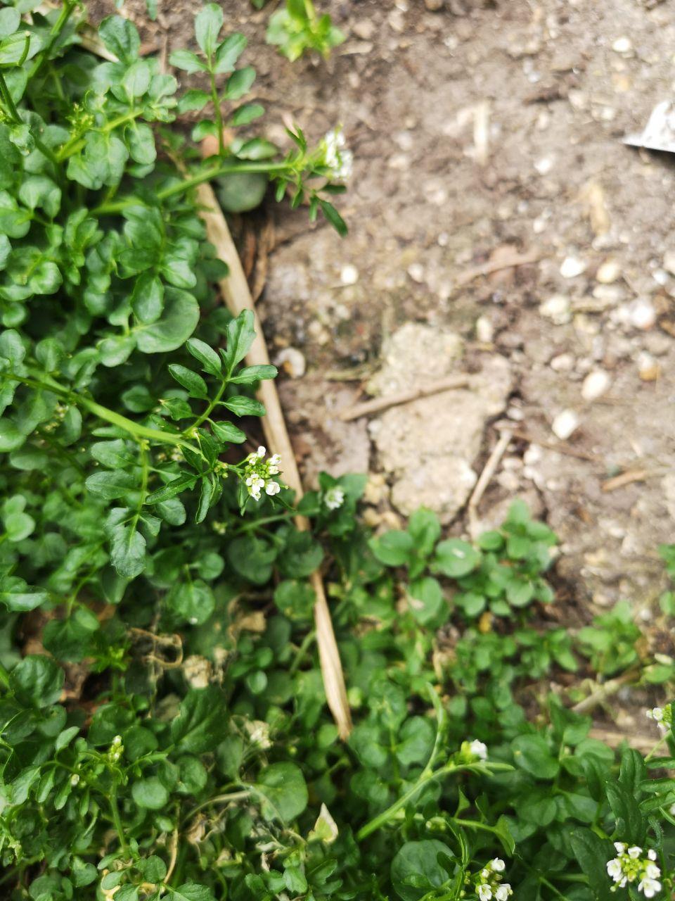 Annexe photo_2020-04-09_18-32-36.jpg