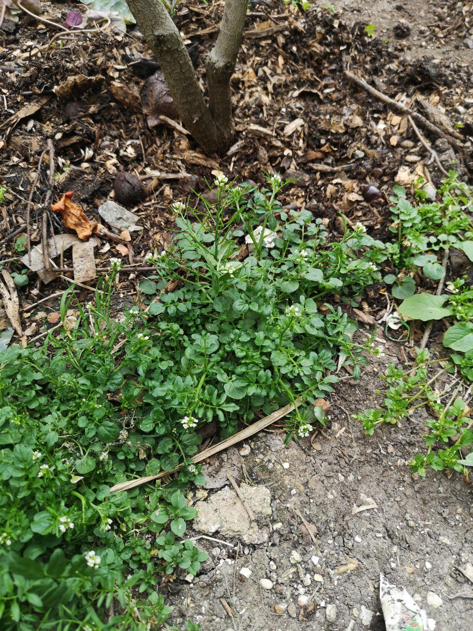 Annexe photo_2020-04-09_18-33-22.jpg