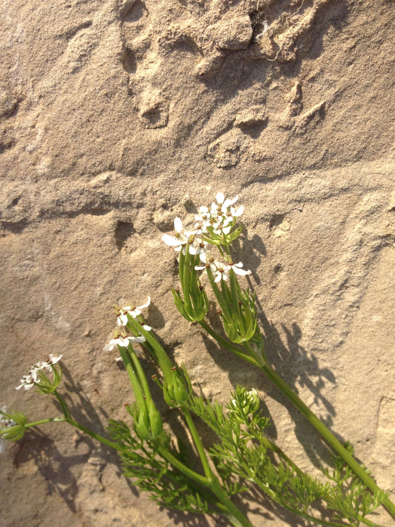 Annexe IMG_1502 zoom.jpg