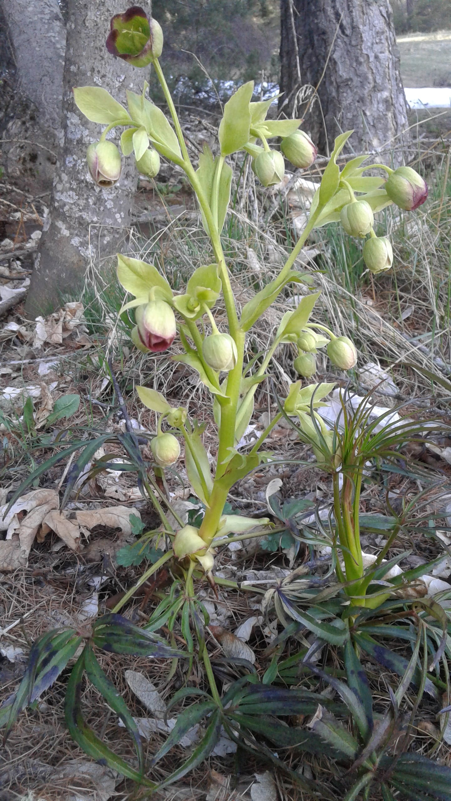 Annexe 20200409_174507-min.jpg