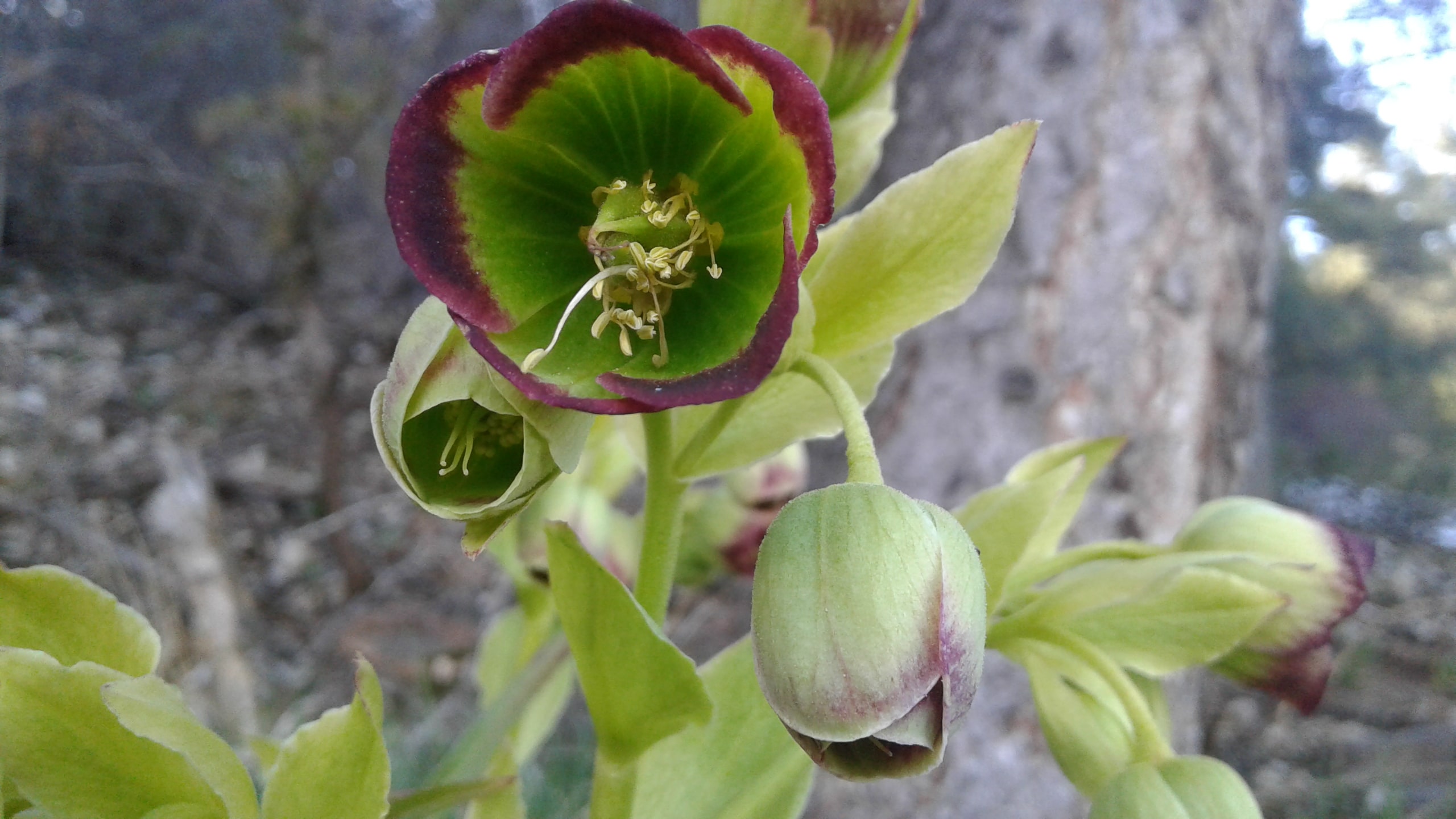 Annexe 20200409_174550-min.jpg