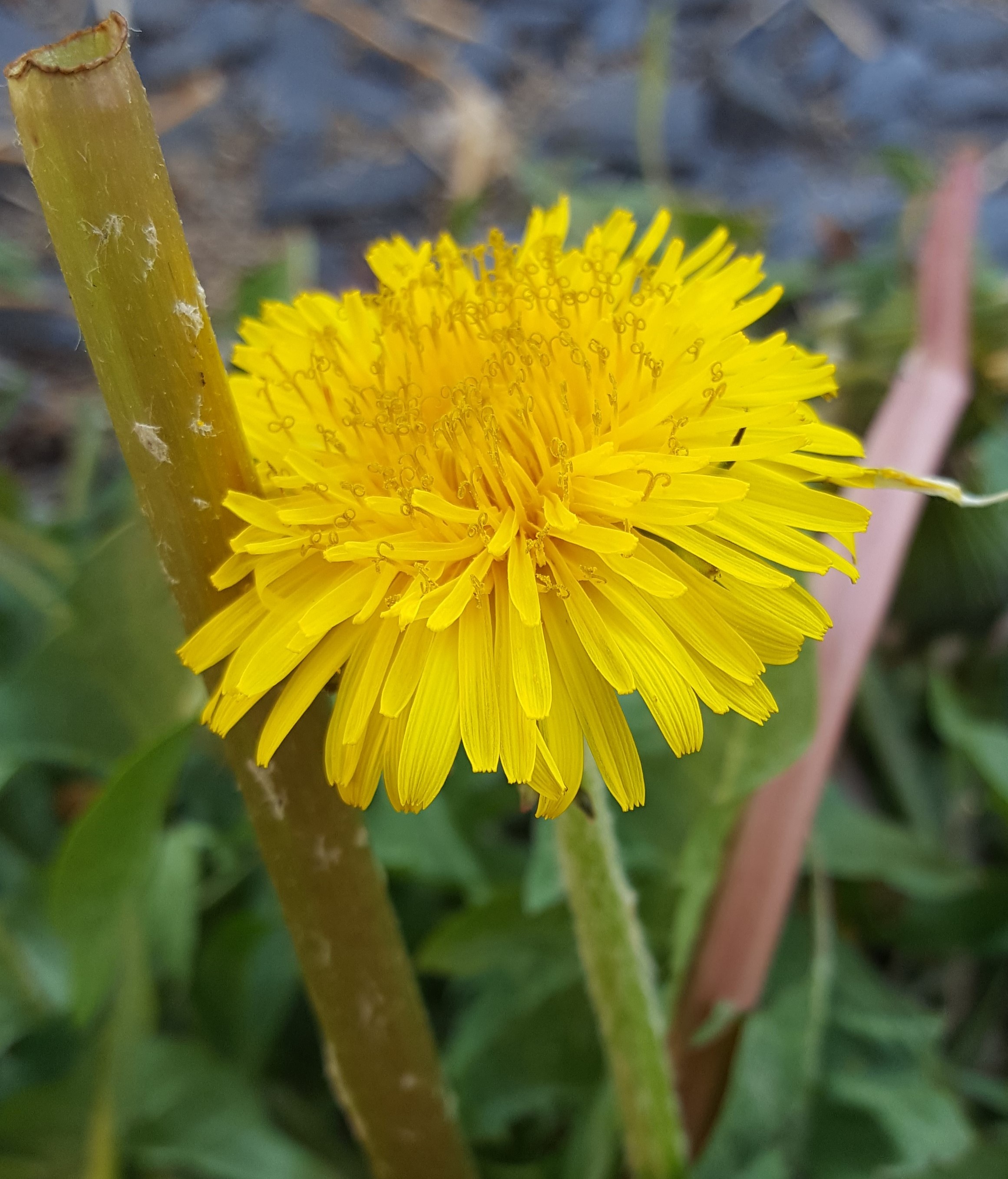 Annexe 20200408_183834.jpg